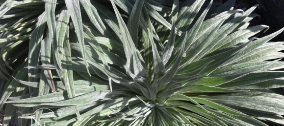 4 chambres Maison à Vilaflor, Spain No. 29759 28