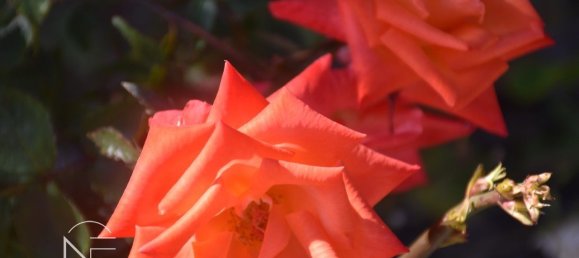 4 chambres Maison à Vilaflor, Spain No. 29759 22