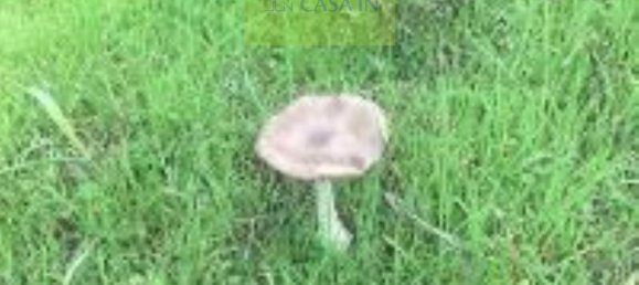 3 rooms House in Collecorvino, Italy No. 178728 9