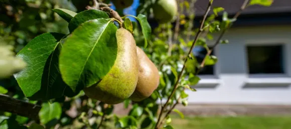 4 غرف نوم منزل في Schleswig-Flensburg, Germany رقم 282951 23