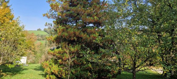  Land in Tullnerbach, Austria No. 23567 4