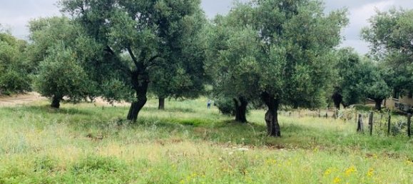 Terreno en Muro, France 3000 m² No. 360329 8