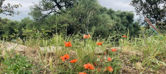 Terreno en Muro, France 3000 m² No. 360329 7