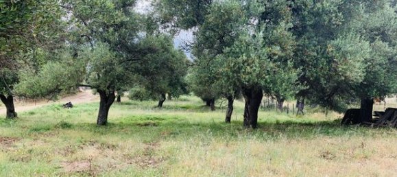 Terreno en Muro, France 3000 m² No. 360329 3