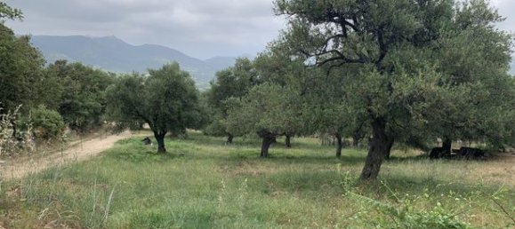 Terreno en Muro, France 3000 m² No. 360329 2