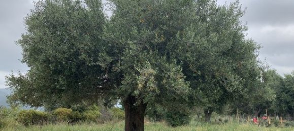 Terreno en Muro, France 3000 m² No. 360329 11