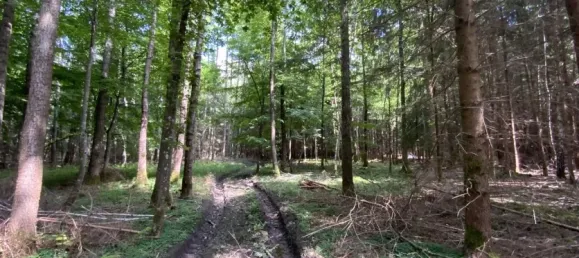  Land in Rosenheim, Germany No. 219893 6