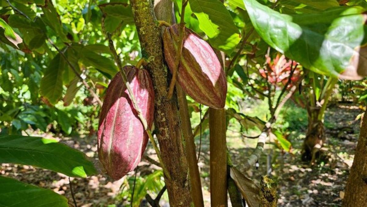 5 bedrooms House in Pahoa, USA No. 408125