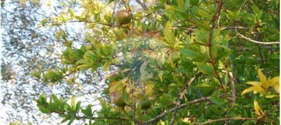 Grundstück in Sao Bartolomeu de Messines, Portugal 4140m², Nr. 38997 6