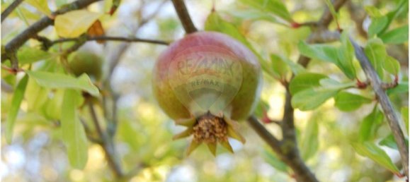 Grundstück in Sao Bartolomeu de Messines, Portugal 4140m², Nr. 38997 21