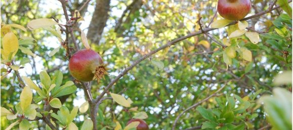Grundstück in Sao Bartolomeu de Messines, Portugal 4140m², Nr. 38997 9