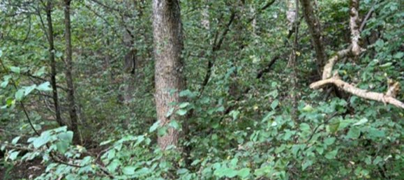 Terrain à Sigmaringen, Germany No. 20286 2