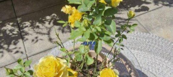 2-Zimmer Wohnung in Linz, Austria, Nr. 246036 34