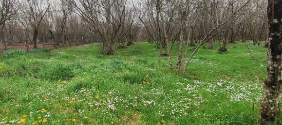 3700m² Land in Montefredane, Italy No. 14341 2