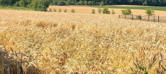 1057m² Land in Rantzwiller, France No. 266220 4