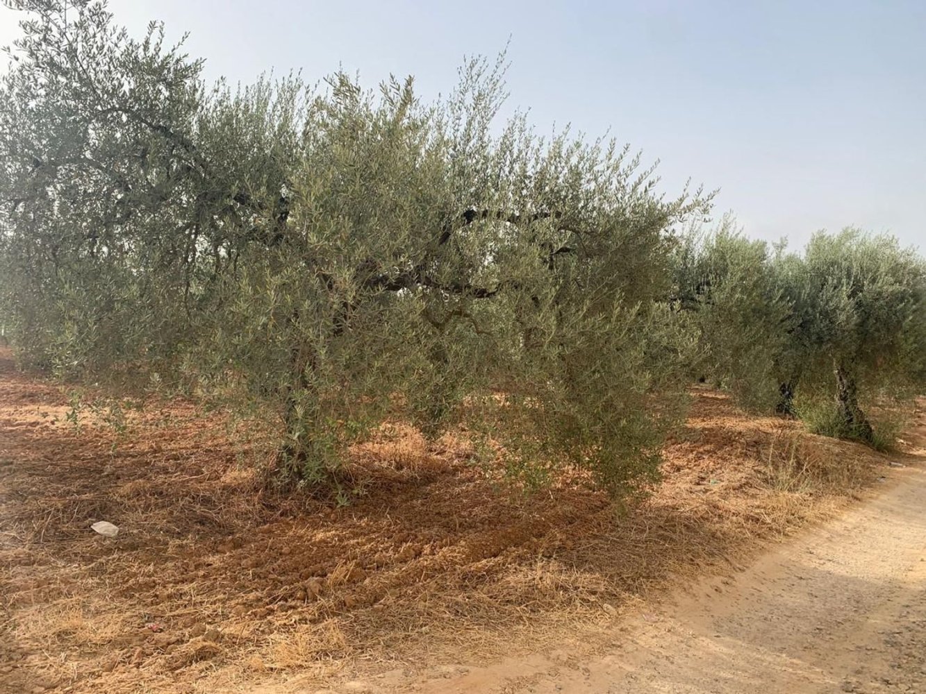 Земельный участок в Андалусия, Испания № 212733