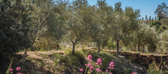 Propriété commerciale à Bandol, France No. 813 4