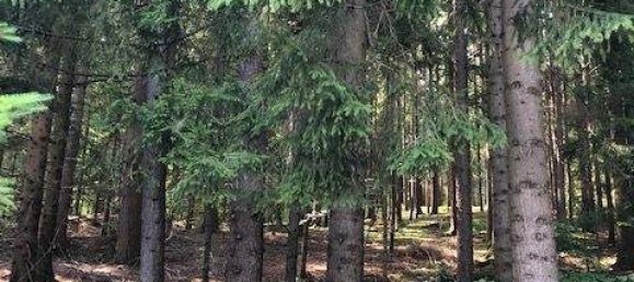 6 rooms Villa in Aspang-Markt, Austria No. 56663 11