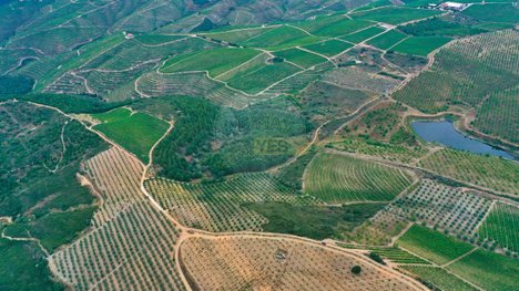  Land in Sao Joao da Pesqueira, Portugal No. 147887
