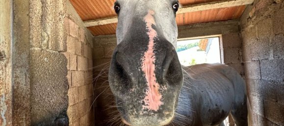 19 rooms Villa in Casole d'Elsa, Italy No. 233147 27