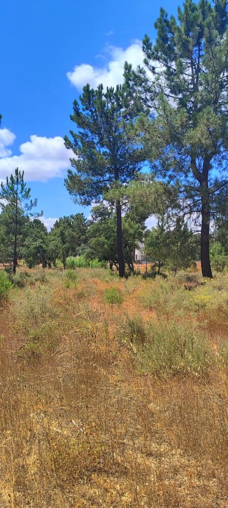  Land in Salvaterra de Magos, Portugal No. 323633