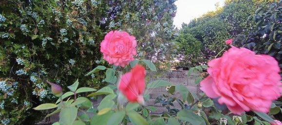 1 Schlafzimmer Haus in Goncalo, Portugal, Nr. 65675 7