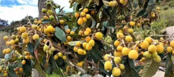 2 bedrooms House in Almayate Bajo, Spain No. 38720 17