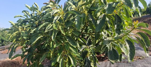 Grundstück in San Roque, Spain, Nr. 186977 6