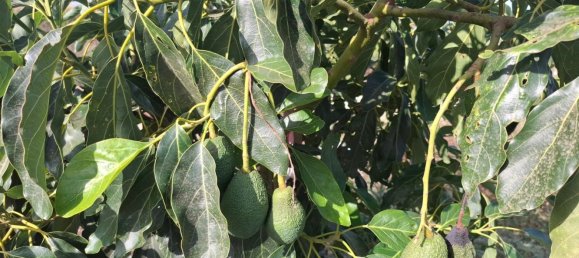 Grundstück in San Roque, Spain, Nr. 186977 5