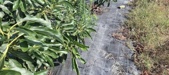 Grundstück in San Roque, Spain, Nr. 186977 2