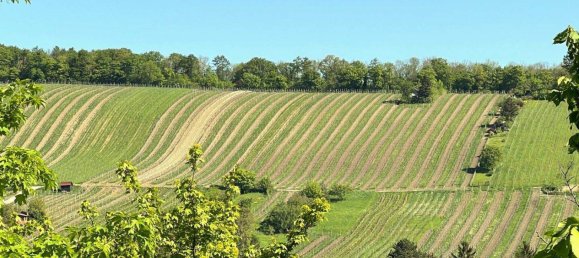 6-Zimmer Doppelhaus in Döbling, Austria, Nr. 169134 12