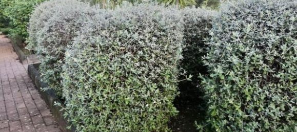 6غرفة فيلا في Canicattì, Italy رقم 172095 9