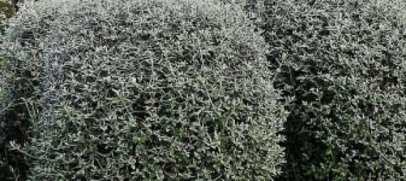 6غرفة فيلا في Canicattì, Italy رقم 172095 10