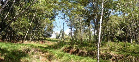 4 Schlafzimmer Bauernhof in Millaa Millaa, Australia, Nr. 1071 5