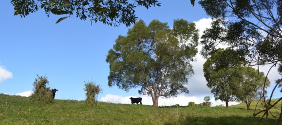 4 Schlafzimmer Bauernhof in Millaa Millaa, Australia, Nr. 1071 9