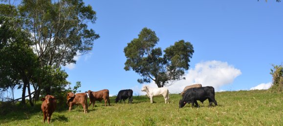 4 Schlafzimmer Bauernhof in Millaa Millaa, Australia, Nr. 1071 6