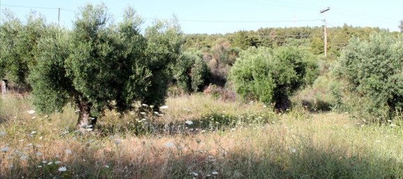 4000m² Hotel in Chalkidiki, Greece No. 7948 7