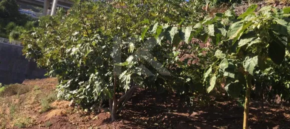 Terrain à Camara de Lobos, Portugal 718m² No. 184471 13