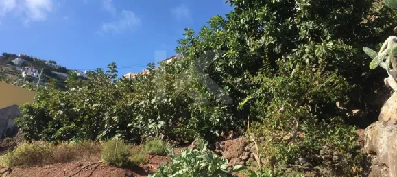 Terrain à Camara de Lobos, Portugal 718m² No. 184471 15