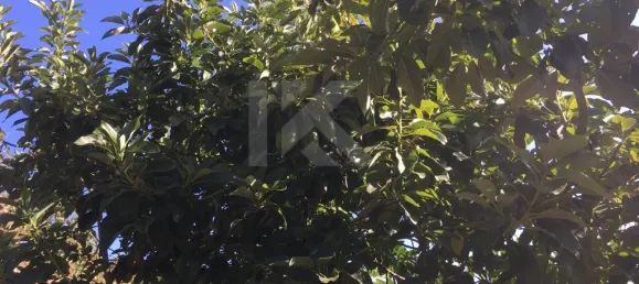 Terrain à Camara de Lobos, Portugal 718m² No. 184471 11