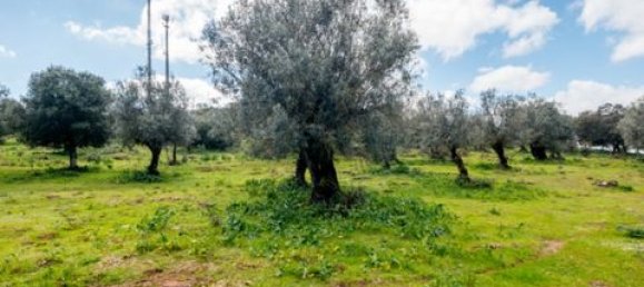  Land in Estremoz, Portugal No. 280737 15