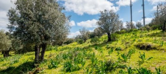  Land in Estremoz, Portugal No. 280737 18