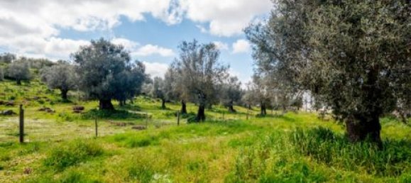  Land in Estremoz, Portugal No. 280737 13