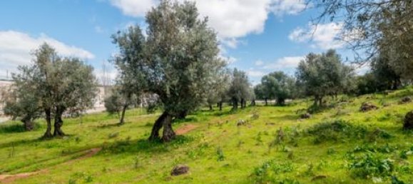  Land in Estremoz, Portugal No. 280737 10