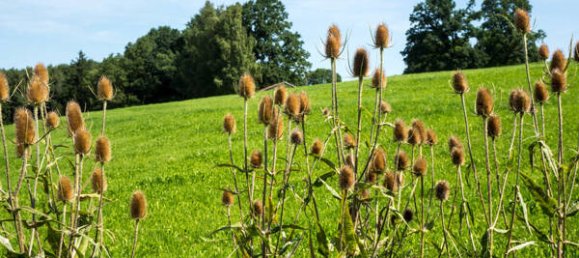  قطعة أرض في Ostallgau, Germany رقم 149159 8