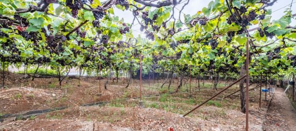 9 bedrooms Building in Funchal, Portugal No. 69242 11