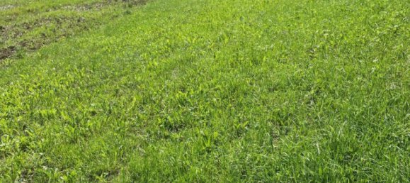 Terreno en Engerwitzdorf, Austria No. 130699 5