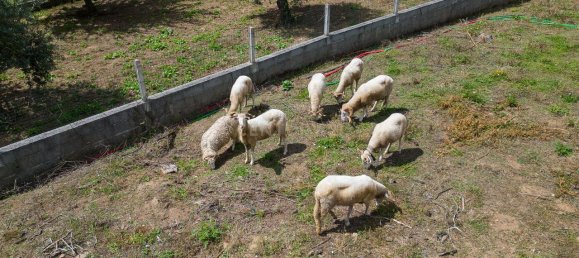 Casa de 2 dormitorios en Ferreira do Zezere, Portugal No. 158710 17