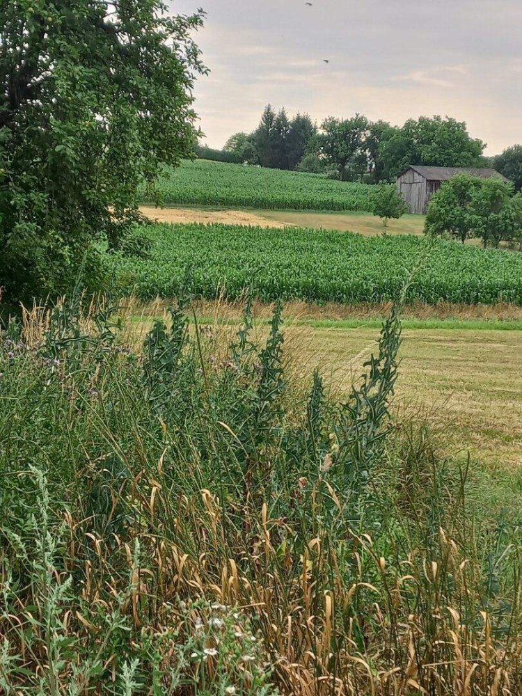 3غرفة منزل في Kohfidisch, Austria رقم 238036