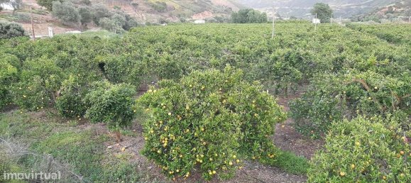 5 bedrooms Castles in Silves, Portugal No. 96320 6